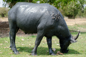 .Buffalo muddy cool Grazing in a field with happiness.