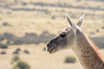 Fototapeta premium Guanako Portrait
