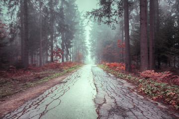 Plakaty  Piękny mglisty prosto pęknięty asfaltową drogą leśną.