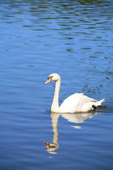 Fototapeta na wymiar White Swan