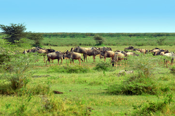 troupeau de gnous dans la savane