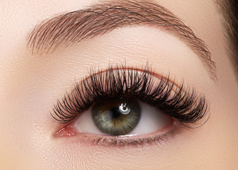 Beautiful macro shot of female eye with extreme long eyelashes and black liner makeup. Perfect...