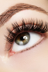 Beautiful macro shot of female eye with extreme long eyelashes and black liner makeup. Perfect...