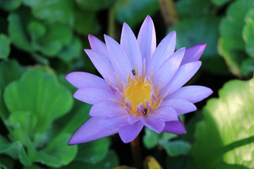 Purple water lily  in the pond, closed up 