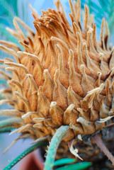 Fototapeta premium some plant close-up
