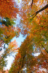 Autumn Trees Leaves.  Autumn landscape