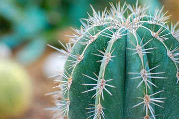 cactus close up with needles