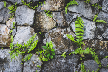 stone wall with nature plant