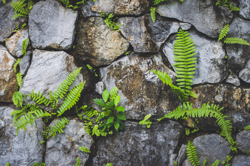 stone wall with nature plant