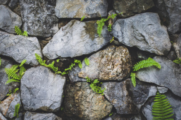 Obraz premium stone wall with nature plant