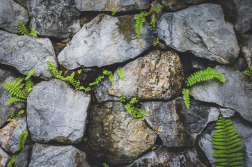stone wall with nature plant