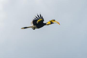 Great hornbill flying, Big bird in nature