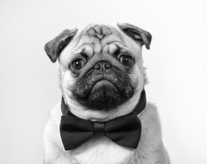 Black and white mugshot of a pug puppy. The dog is wearing a black bow.