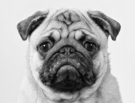 Black and white mugshot of a pug puppy. The dog is wearing a black bow.
