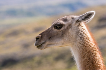 Guanako
