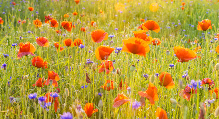 Fototapeta premium Red Poppies