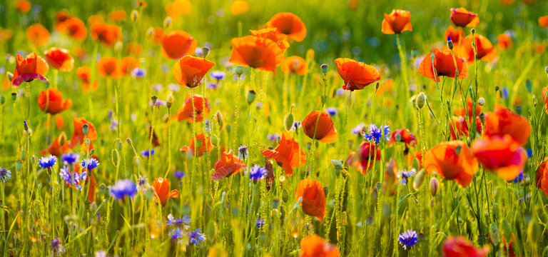 Fototapeta Red Poppies