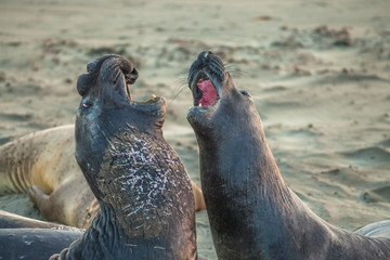 Two male Californian elephant seal, northern elephant seal, Cystophora proboscidea, fighting at Big...