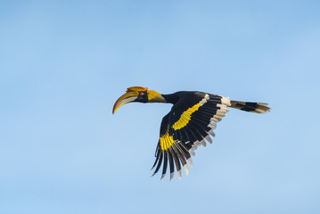 Great hornbill flying, Big bird in nature