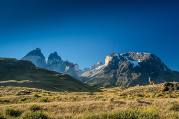 Fototapeta premium Guanako geniesst Aussicht auf das Torres del Paine Massiv