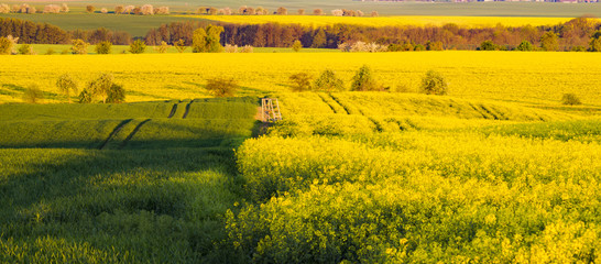 Spring, green field