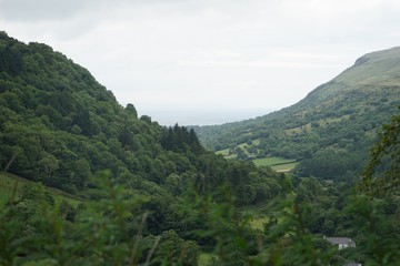 Fototapeta na wymiar Wald-Landschaft im Glenariff National Park / Nordirland