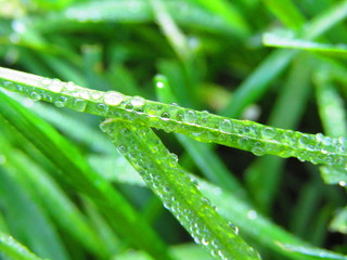 роса на траве утром на росе