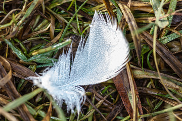 Гусиное пёрышко на лугу © vasilaleksandrov