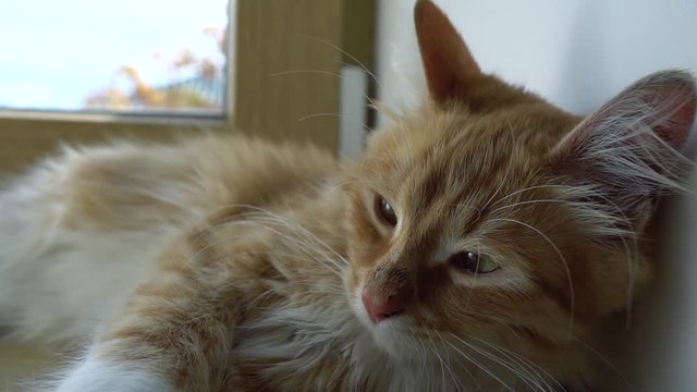 Close up of a funny young cat lying at the windsill. Kitten sleeps