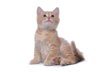 Obraz premium Portrait of a red kitten isolated on a white background