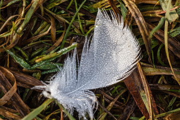 Гусиное пёрышко на лугу © vasilaleksandrov