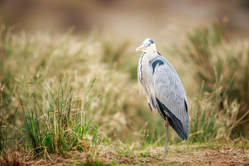 Grey heron standing in the sand.