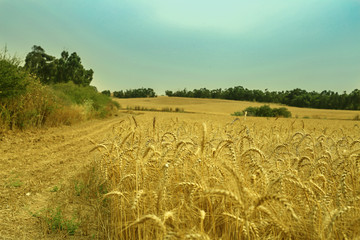 wheat field