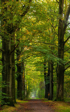 Autumn park with a road receding into the distance in the form of an arch, Netherlands
