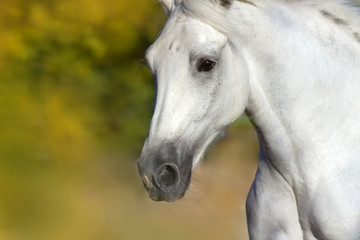 Grey horse portrait close-up in motion