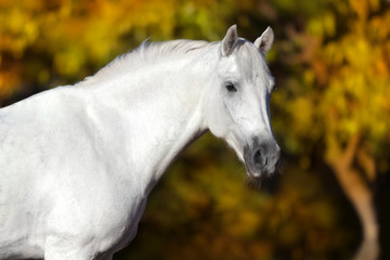 Obraz na płótnie Canvas Grey horse portrait against autumn park 
