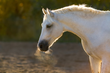 Fototapeta na wymiar Grey horse portrait in sunlight