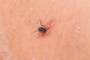 Macro of smashed mosquito