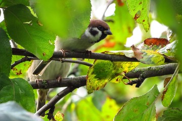 An inquisitive Eurasian Tree Sparrows (Passer montanus) on an apple tree