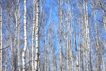 Beautiful landscape with white birches against blue sky. Birch trees in bright sunshine. Birch grove in autumn.