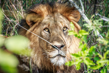 Starring male Lion through the bushes.