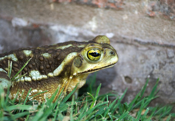 Frog by the water