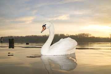 Plakat swan floating on the lake at sunrise