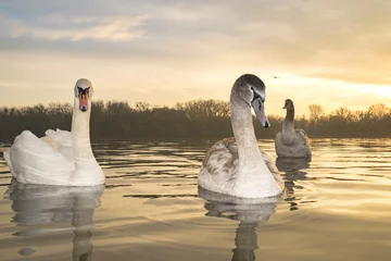 Crédence de cuisine en verre imprimé Cygne family of swans swimming on the lake at sunrise