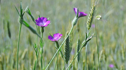 Polne kwiaty wśród zbóż © jadwiga.koniecko