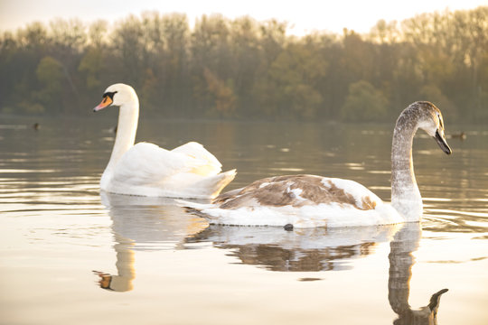 family of swans swimming on the lake at sunrise