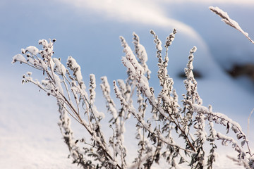 grass with snow on foreground
