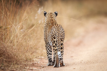 Starring Leopard from behind.