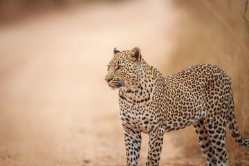Starring Leopard on the road.