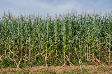 Edge of Corn Field in Summer